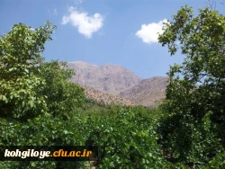 تاکستان سی سخت