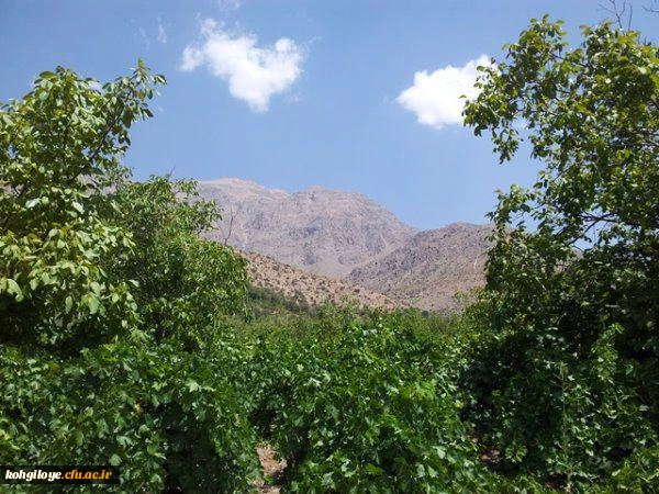 تاکستان سی سخت