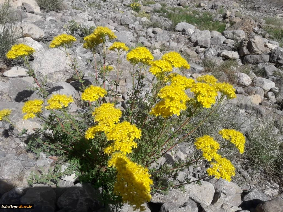 به منظور ایجاد روحیه نشاط و شادابی انجام شد:
کوهپیمایی جمعی از کارکنان دانشگاه فرهنگیان استان در ارتفاعات دنا 2