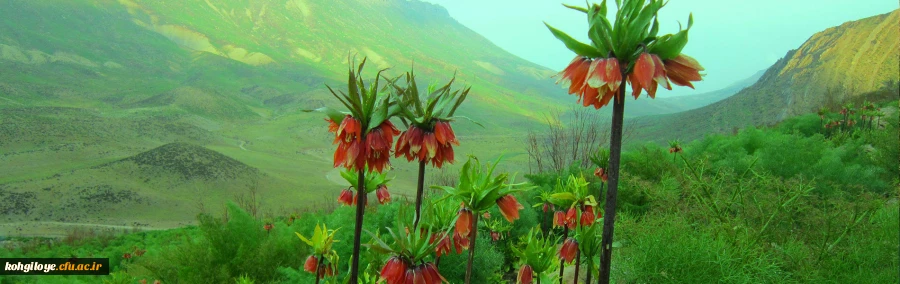 کهگیلویه و بویراحمد سرزمین لاله های واژگون
